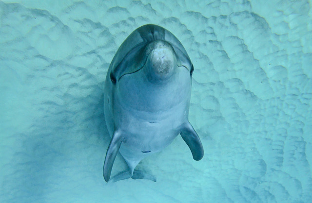 DOLPHIN EYES が見た世界  ── イルカたちからのメッセージ ──